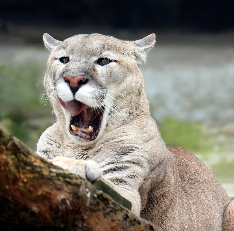 пума - Михаил Бибичков
