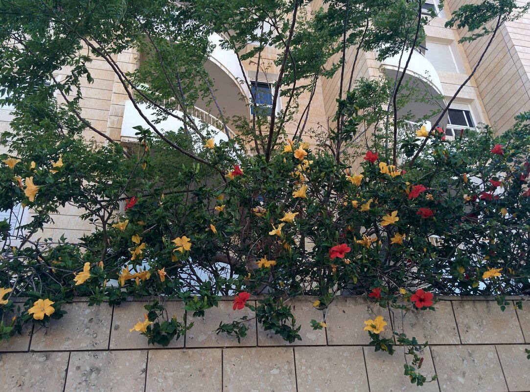 Прогулка по городу. - Светлана Хращевская