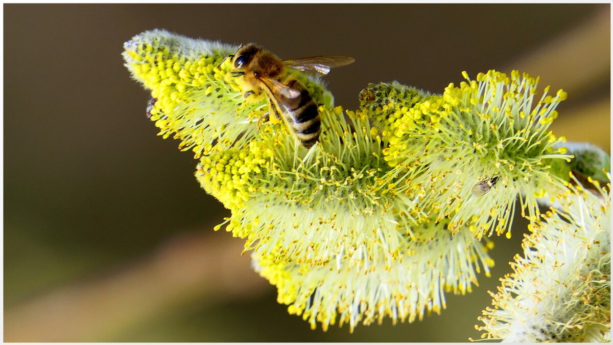 Мир Природы Bayreuth Tierpark... - "The Natural World" Александер Мир Природы Bayreuth Tierpark... - "The Natural World" Александер