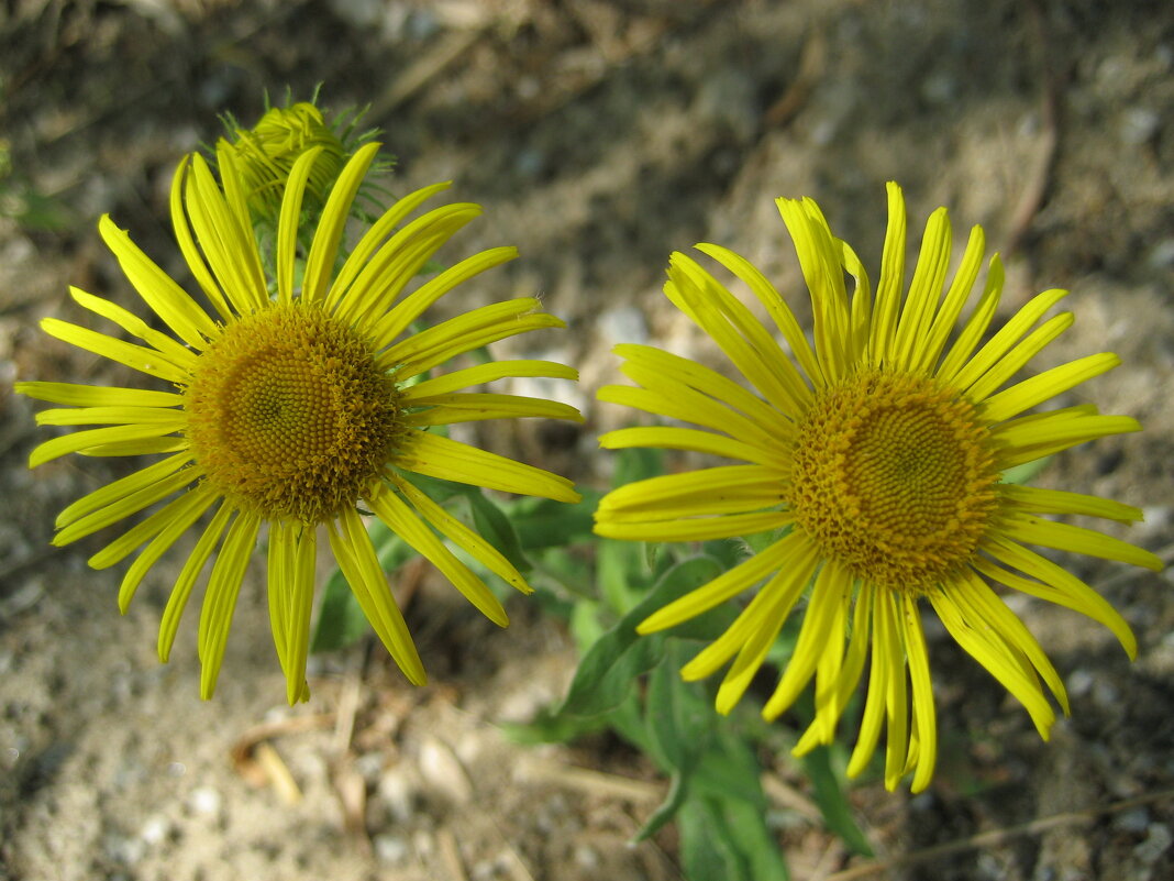 Девясил - Anna Ivanova