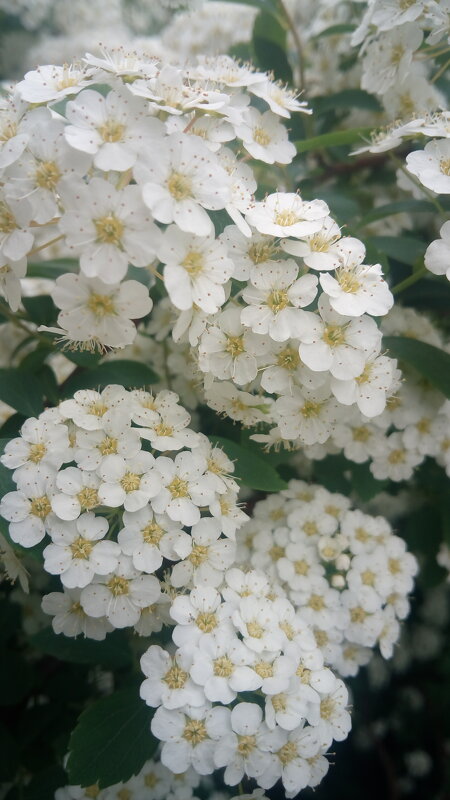 ,,, - Сергей Тимоновский