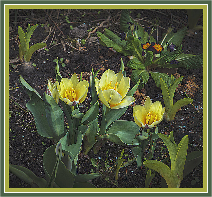 Цветочное трио - Владимир Кроливец Цветочное трио - Владимир Кроливец