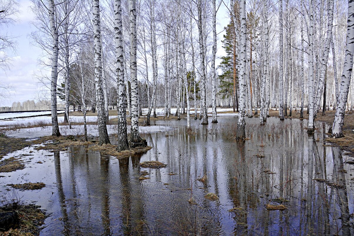 Весна... - Геннадий Ячменев Весна... - Геннадий Ячменев