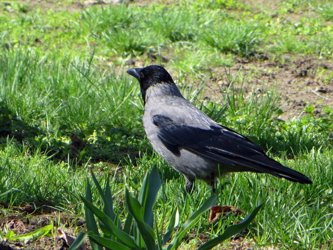 Серая ворона - Татьяна Смоляниченко Серая ворона - Татьяна Смоляниченко