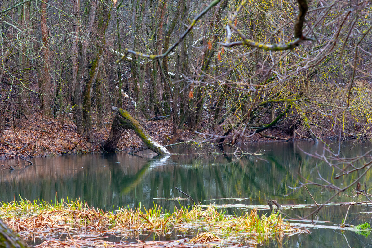 Дебринский лес - Виктор Скаков Дебринский лес - Виктор Скаков