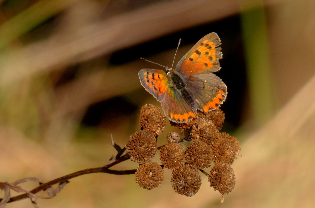 про червонцев 3 - Александр Прокудин