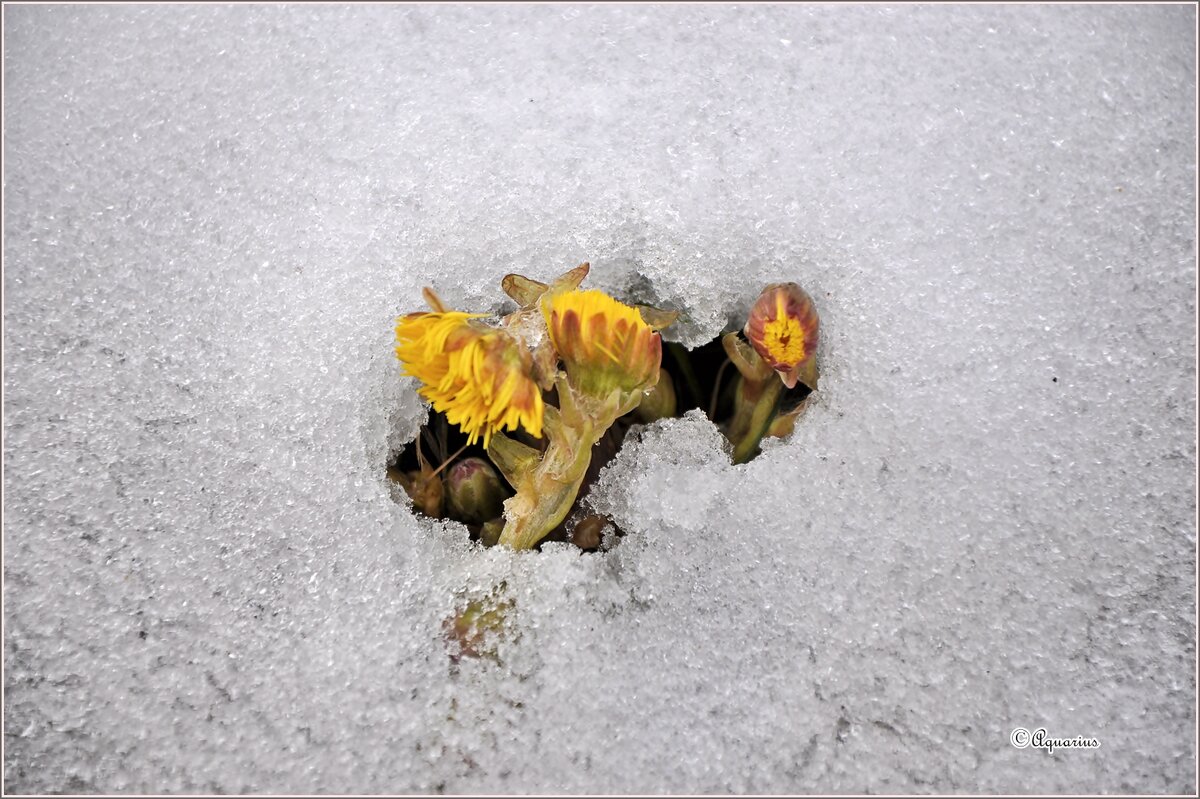 Мать-и-мачеха... - Aquarius - Сергей Мать-и-мачеха... - Aquarius - Сергей