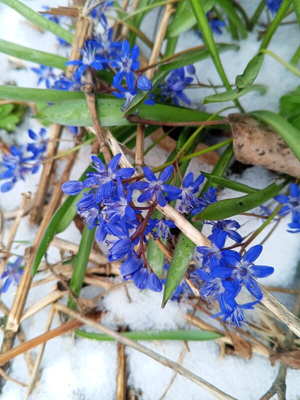 Пролеска - Сапсан 