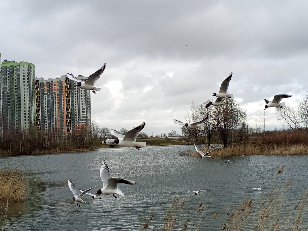 Чайка - Сапсан 