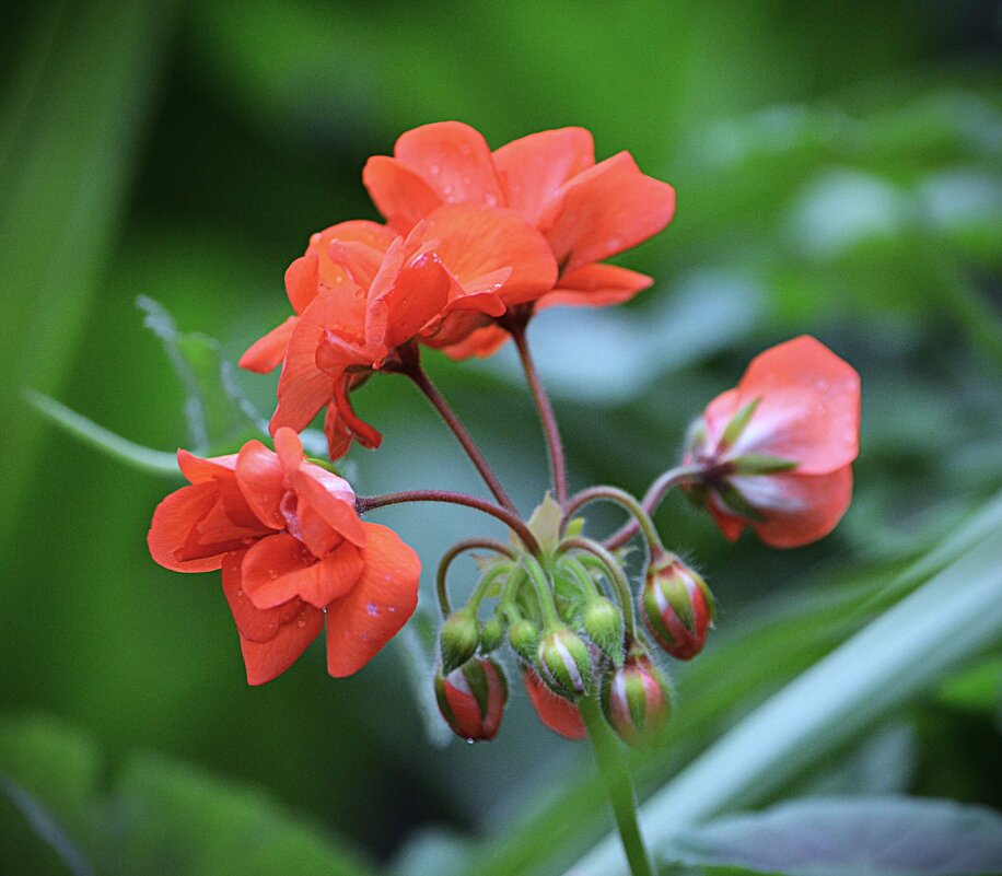 В Аптекарском огороде - Татьяна Тюменка