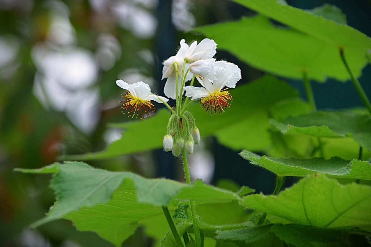 В Аптекарском огороде - Татьяна Тюменка