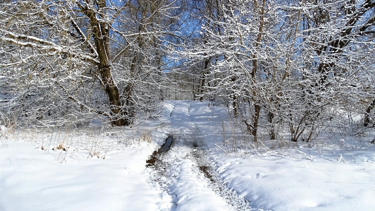 Дорога рыбаков по берегу Днепра. - Милешкин Владимир Алексеевич 
