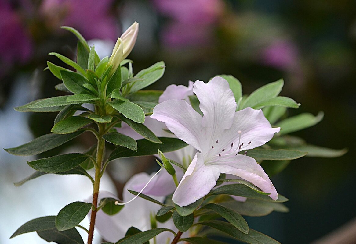 В Аптекарском огороде - Татьяна Тюменка