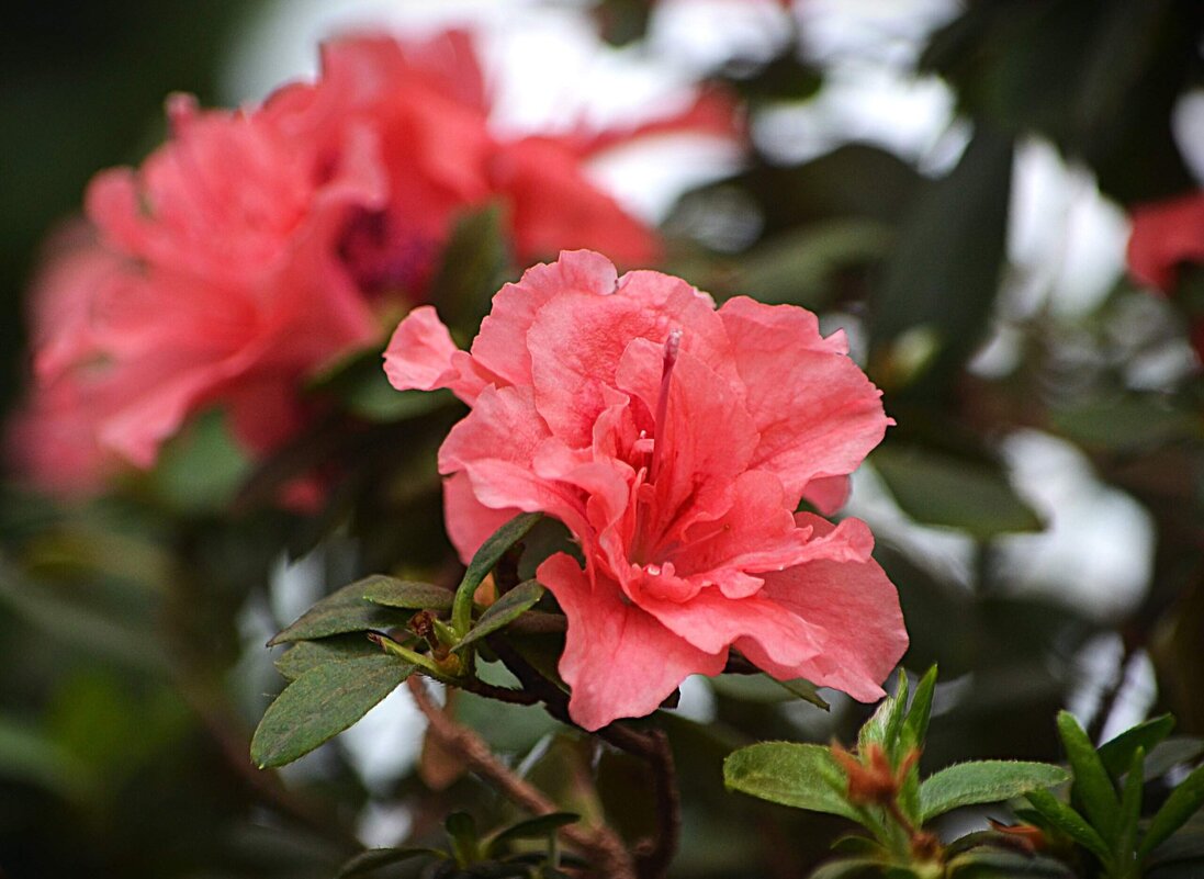 В Аптекарском огороде - Татьяна Тюменка
