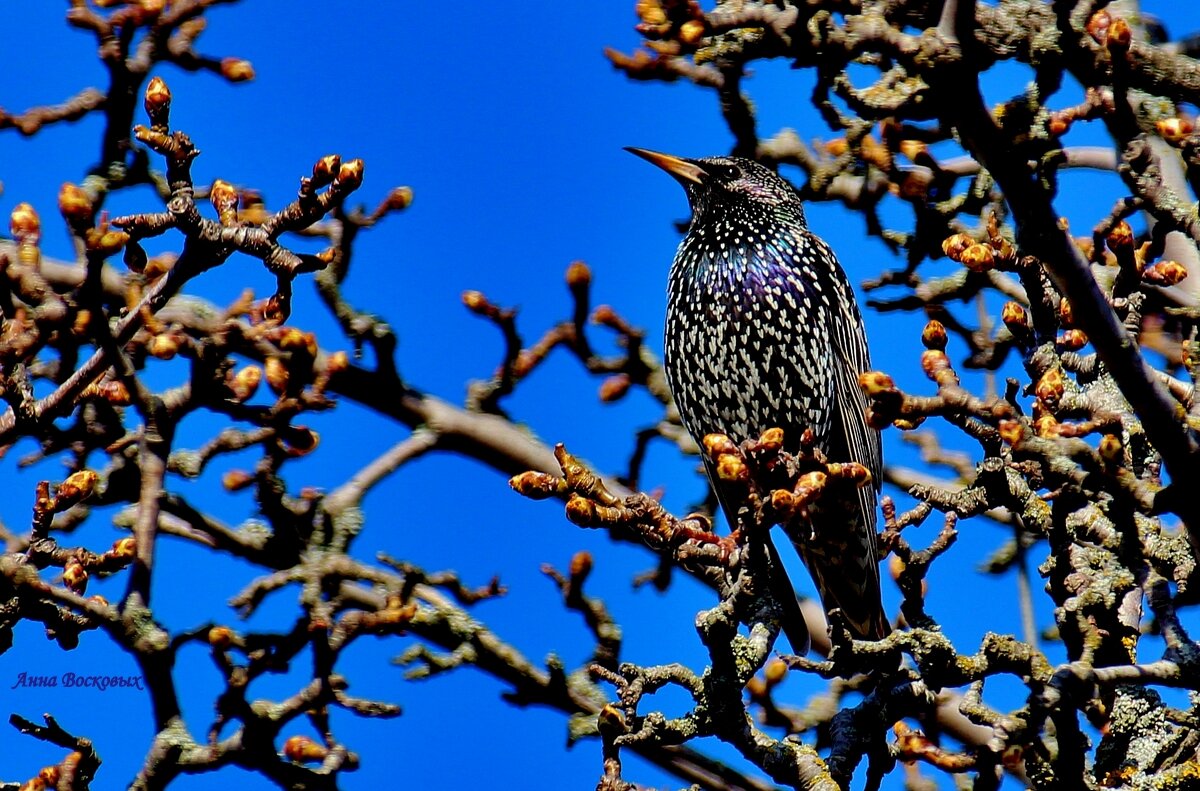 Скворец на старушке груше. - Восковых Анна Васильевна Скворец на старушке груше. - Восковых Анна Васильевна