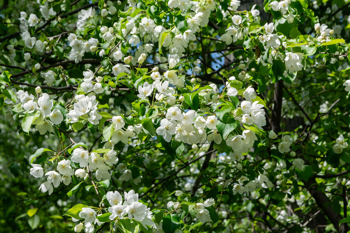 *** - Виктор Иванович Чернюк