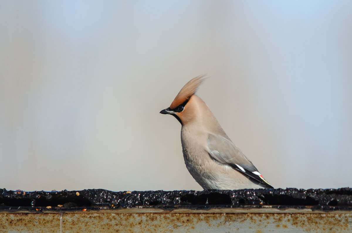 Свиристель. - Виктор Иванович Чернюк Свиристель. - Виктор Иванович Чернюк