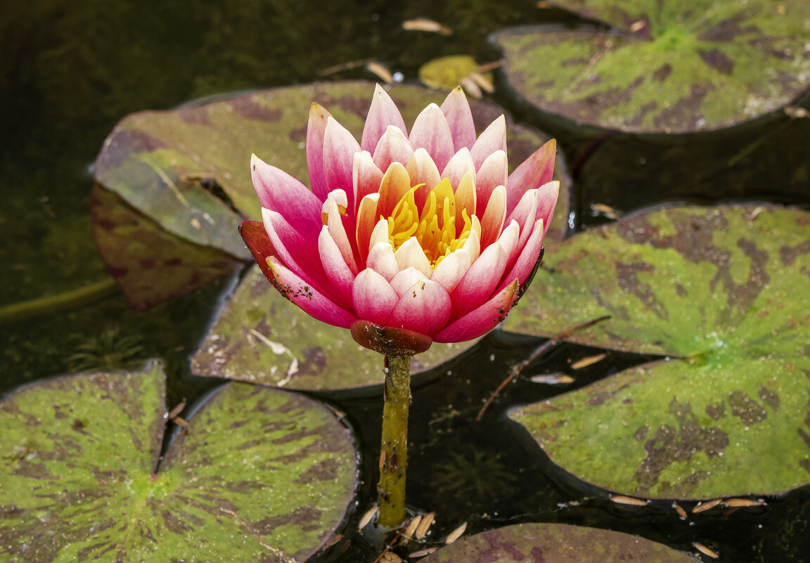 Нимфея Black Cherry. - Alexander Amromin Нимфея Black Cherry. - Alexander Amromin