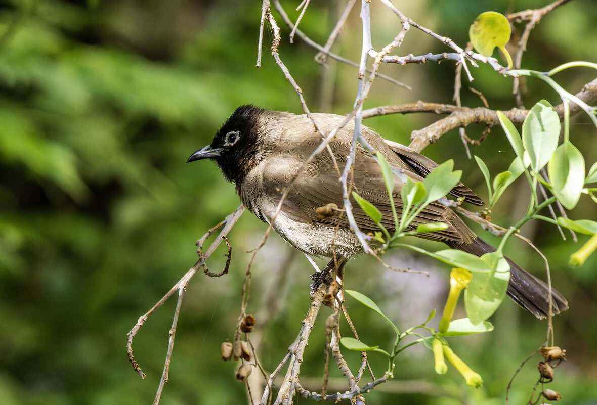 Бюльбюль желто-поясничный. - Alexander Amromin Бюльбюль желто-поясничный. - Alexander Amromin