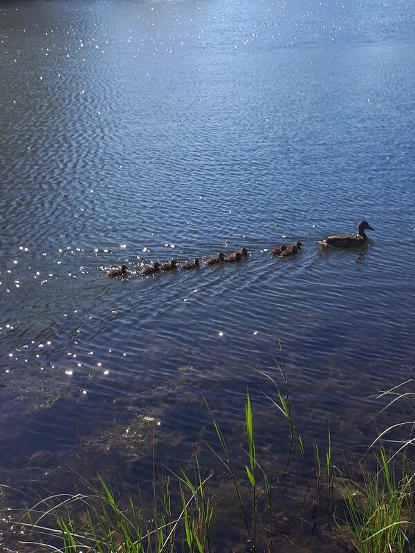 Утиное семейство - Надежда 
