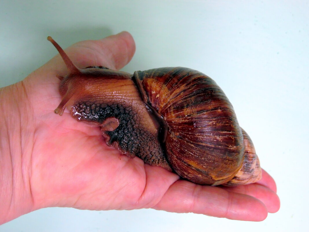 В добрых руках. - nadyasilyuk Вознюк В добрых руках. - nadyasilyuk Вознюк