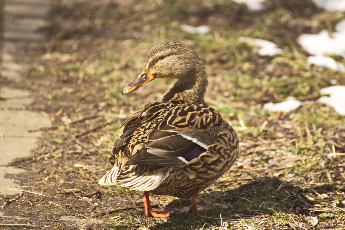 А что там? - Владимир Зырянов