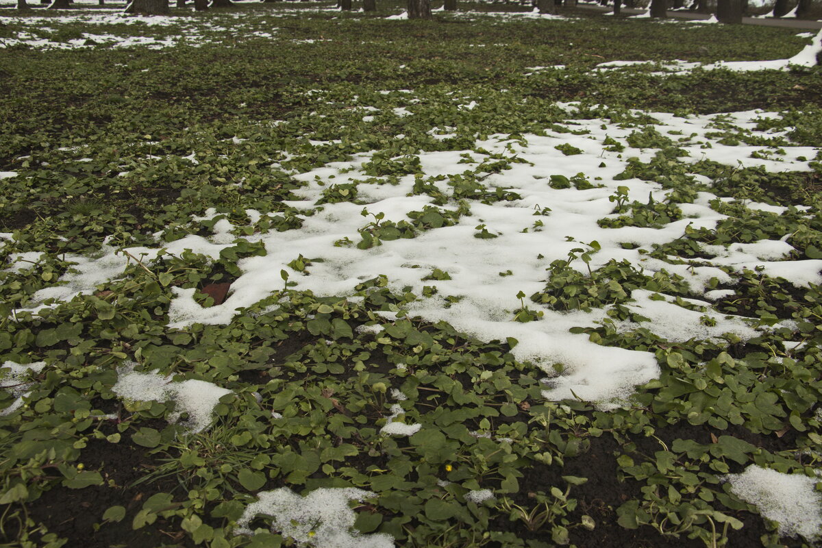 Апрельский снег. - Владимир Зырянов