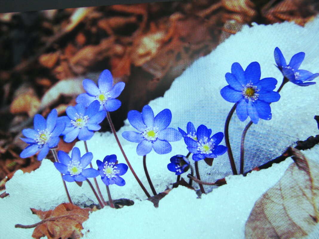 Нежность - Людмила Смородинская