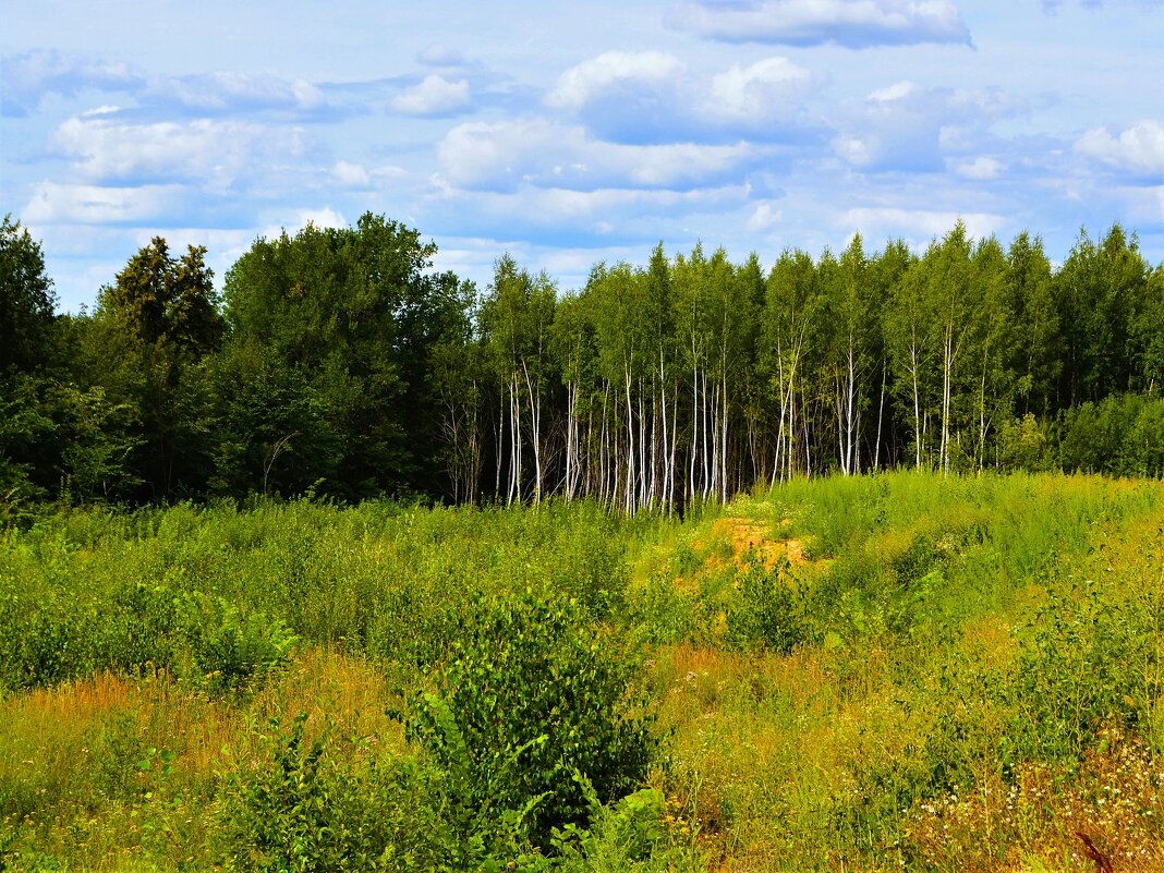 Чебоксары. Опушка леса Волжского лесничества в северо-западных окрестностях города. - Пётр Чернега