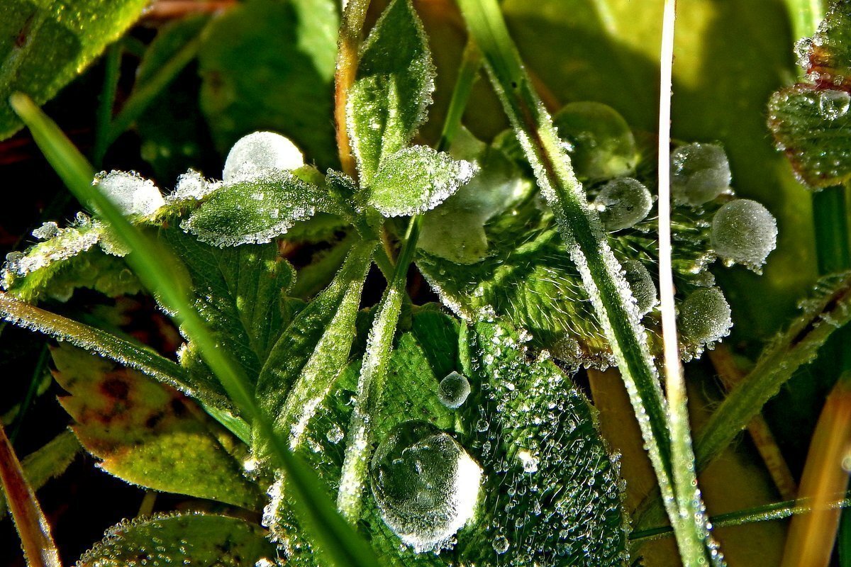 Застывшие капли - Сергей Швечков Застывшие капли - Сергей Швечков
