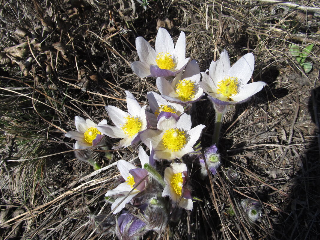 прекрасная сон-трава - Елена Шаламова