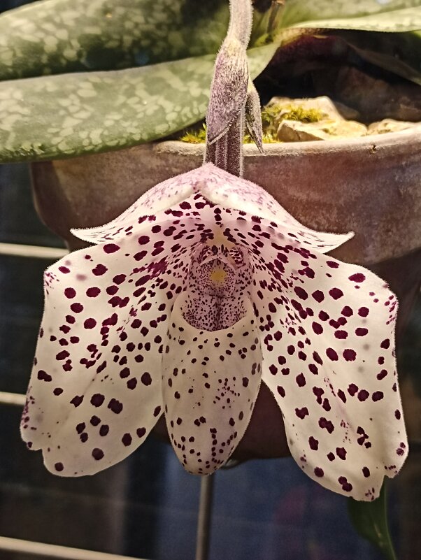 Наипрекраснейшие - Pippa 