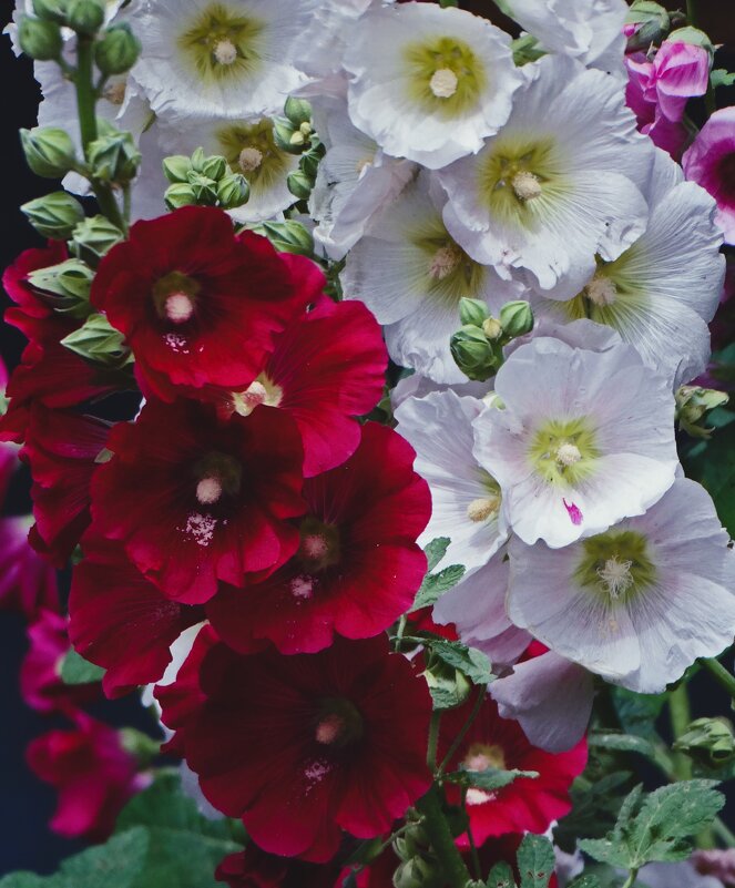 Вы за белых или за красных? - Елена Макарова Вы за белых или за красных? - Елена Макарова