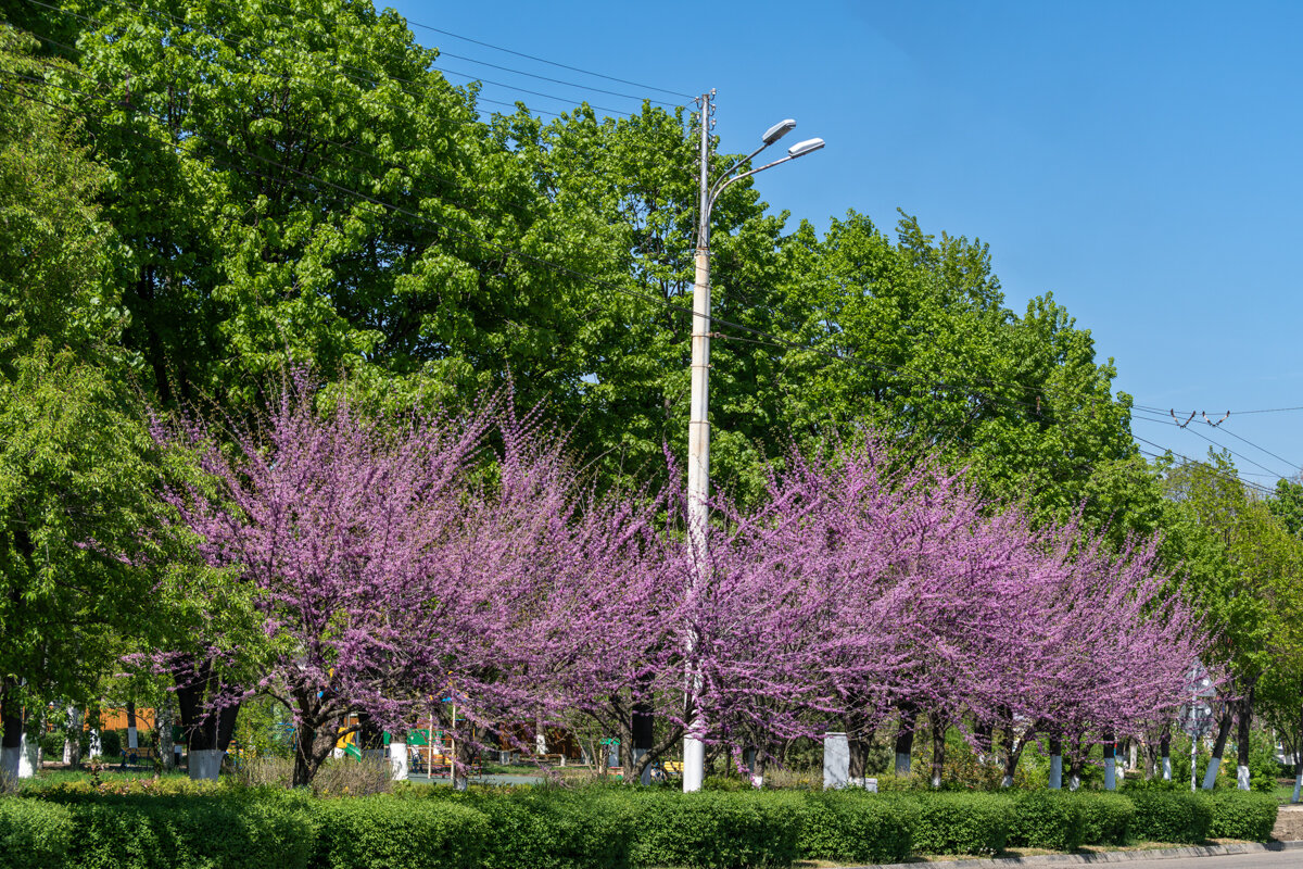 Багрянник европейский - Игорь Сикорский Багрянник европейский - Игорь Сикорский
