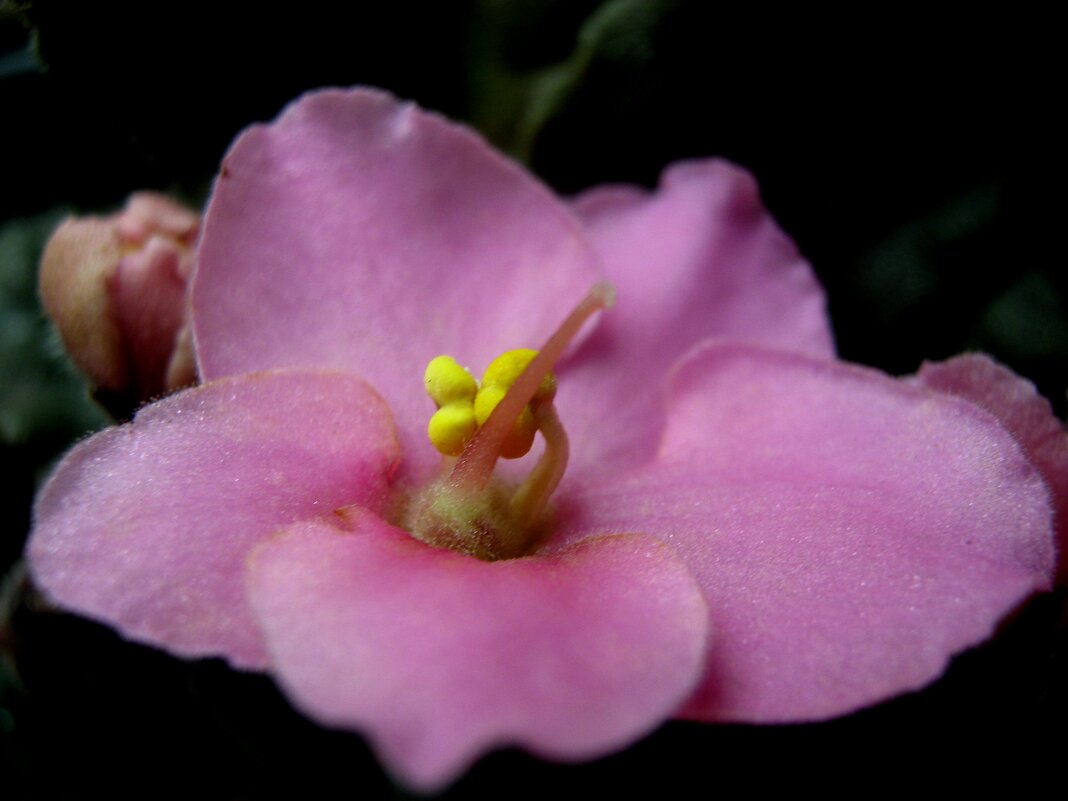 Фиалка - Елена Семигина Фиалка - Елена Семигина