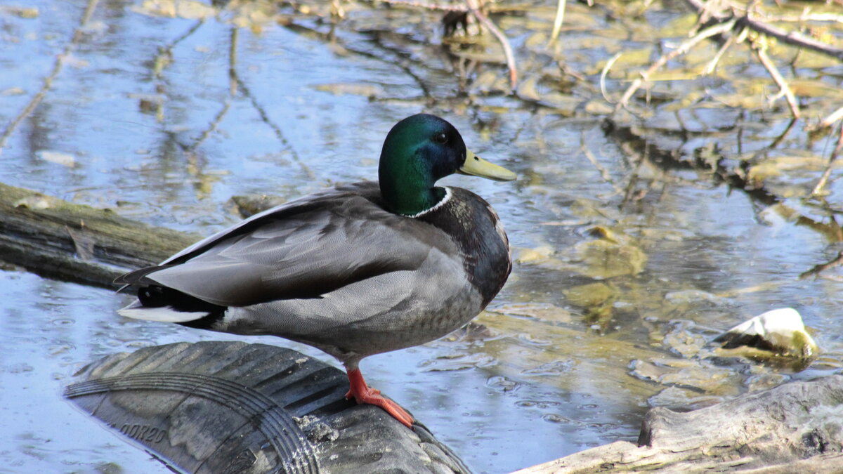 Селезень. - Игорь Родионов Селезень. - Игорь Родионов