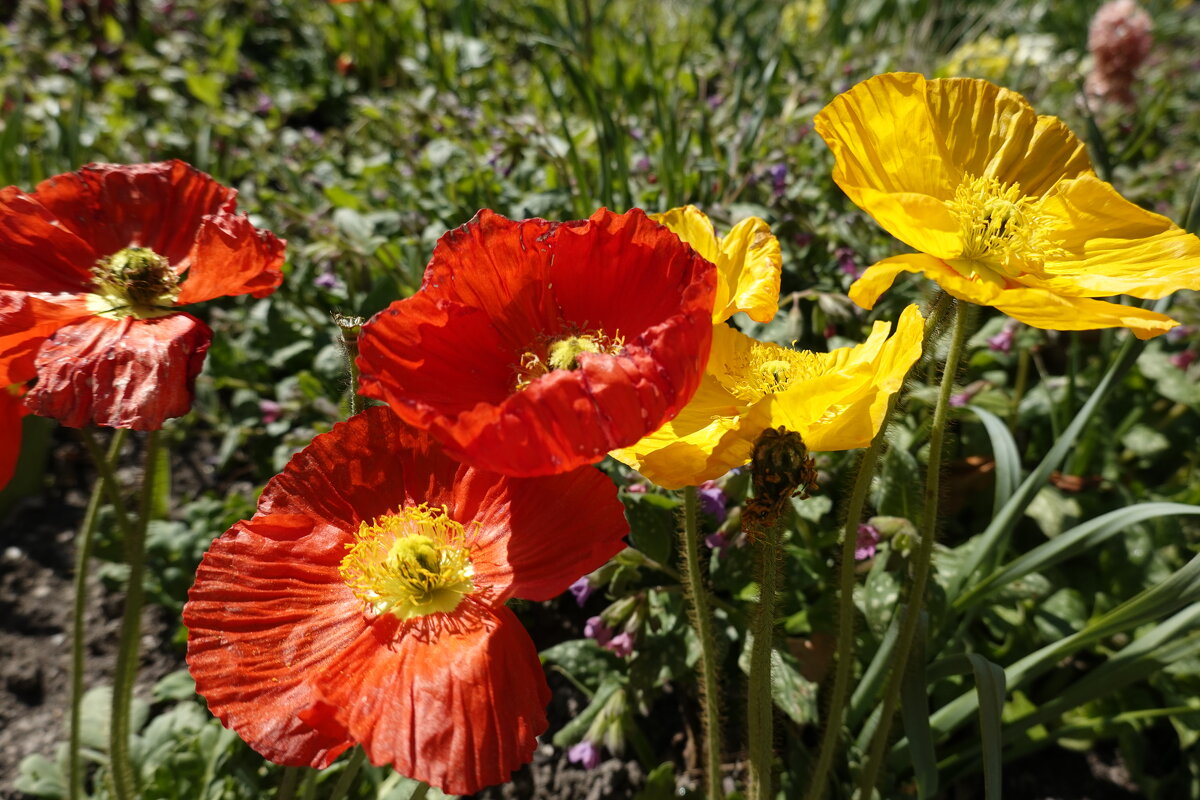 Яркий апрель... - Галина Яркий апрель... - Галина