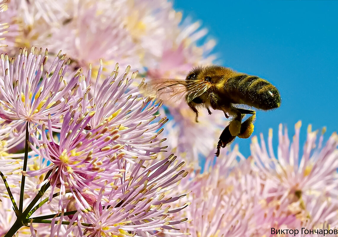 гость цветка - Laryan1 гость цветка - Laryan1