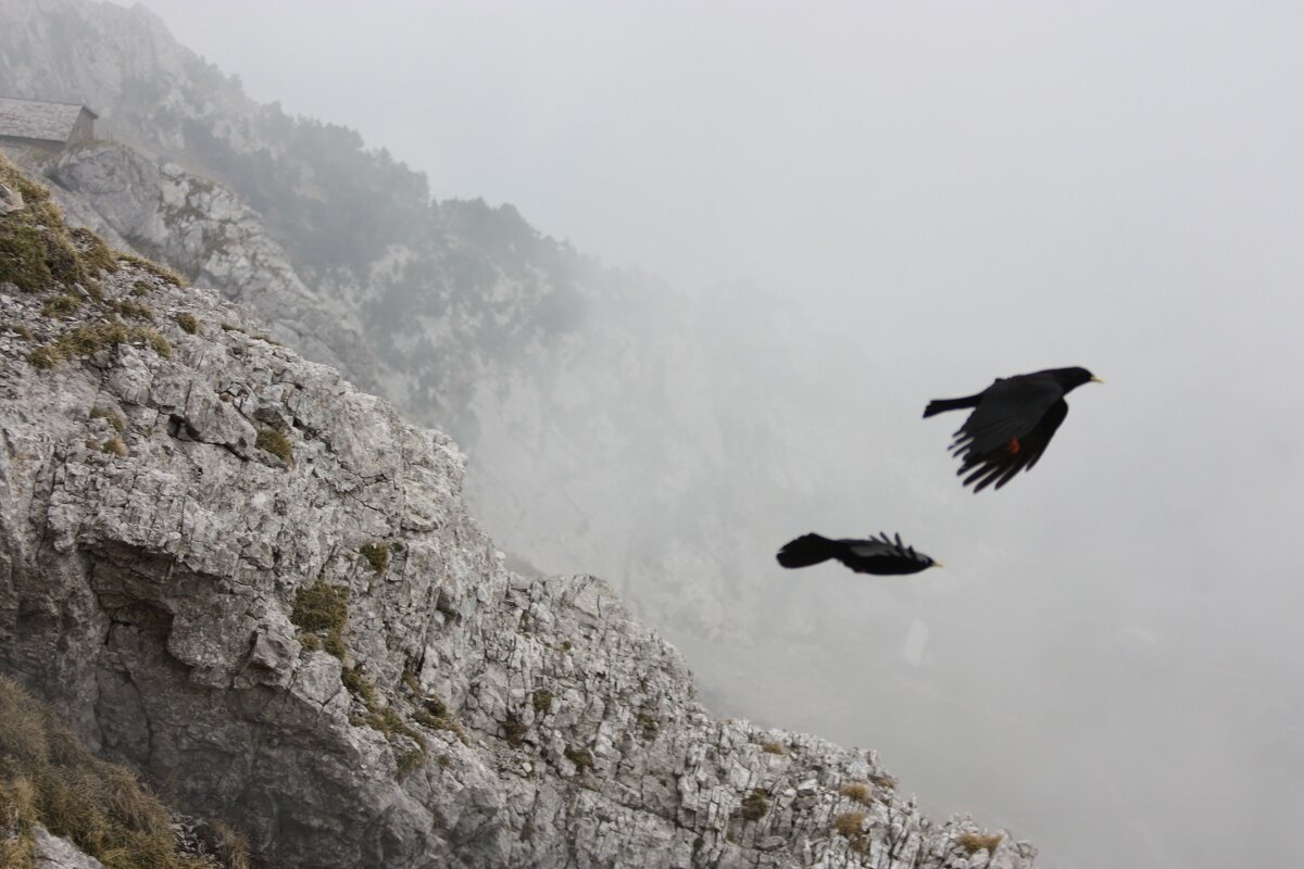 Альпы, высота 2040м - ZNatasha -