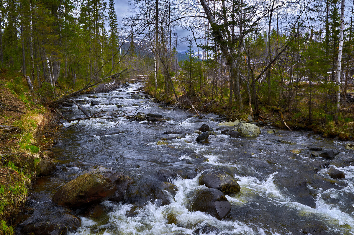 Хмурое утро тайги. - Юрий кот Хмурое утро тайги. - Юрий кот