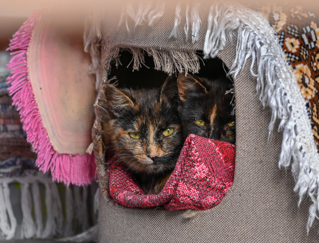 Братья/сёстры - Вадим Братья/сёстры - Вадим