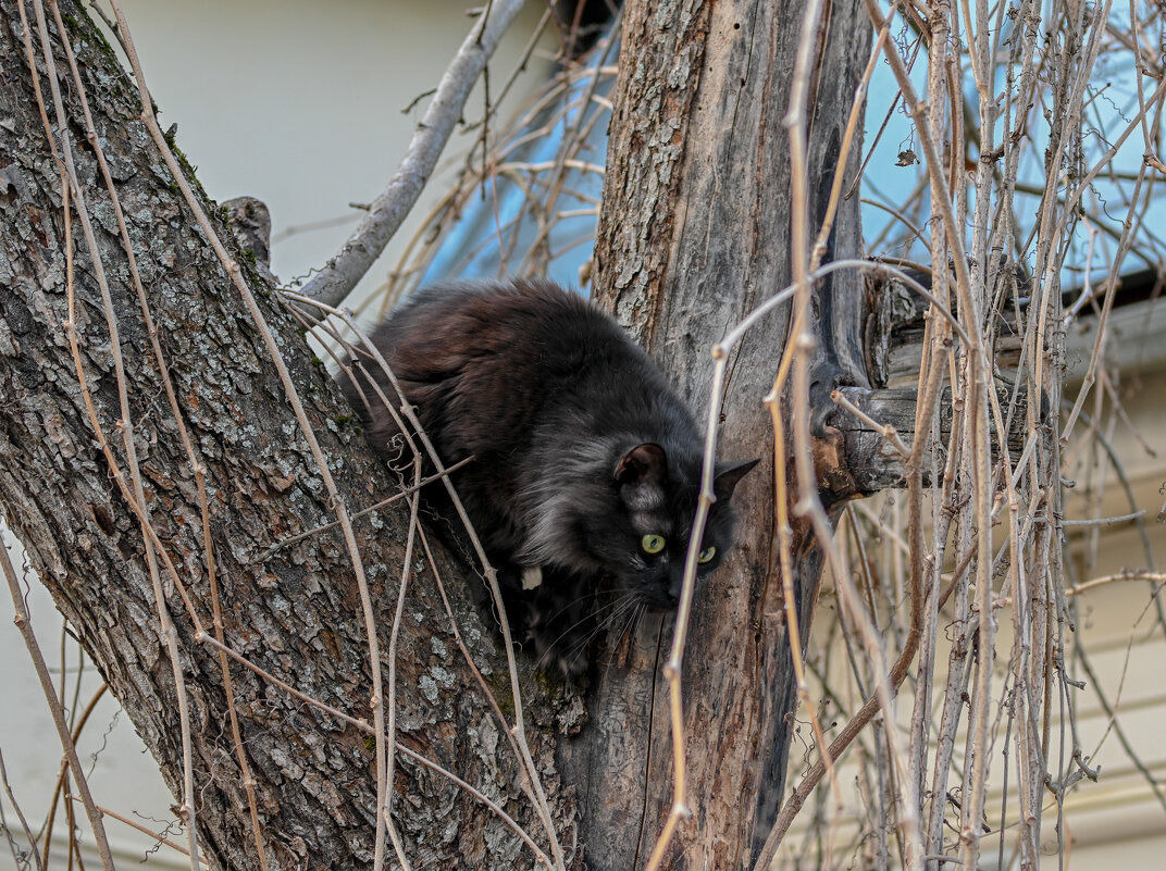 Весна, седина в бороду, бес в ребро... - Вадим Весна, седина в бороду, бес в ребро... - Вадим