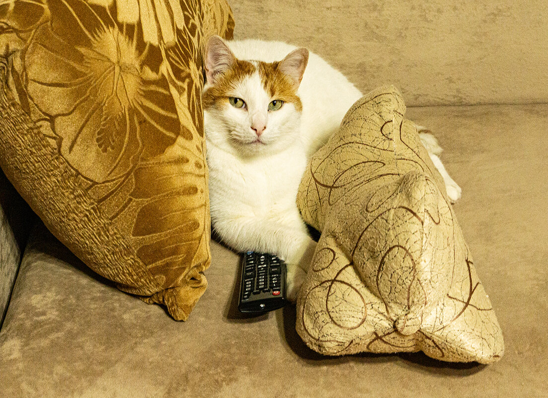 Пульт в надёжных лапах! - Ирина Соловьёва