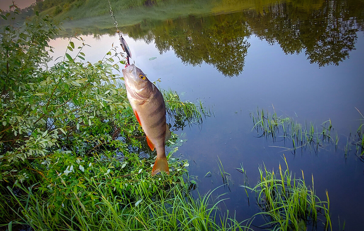 Речной окунёк - Николай Дергачев Речной окунёк - Николай Дергачев