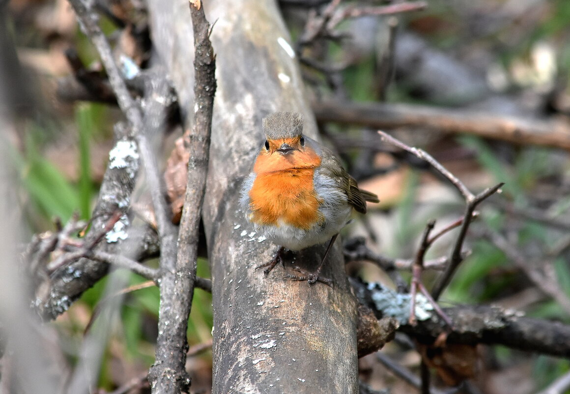малиновка - Алексей . малиновка - Алексей .