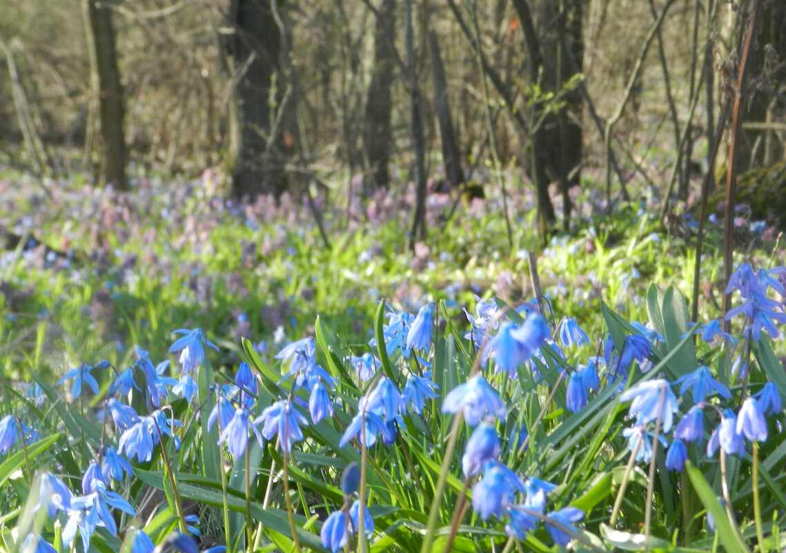 *** - Лера *** - Лера