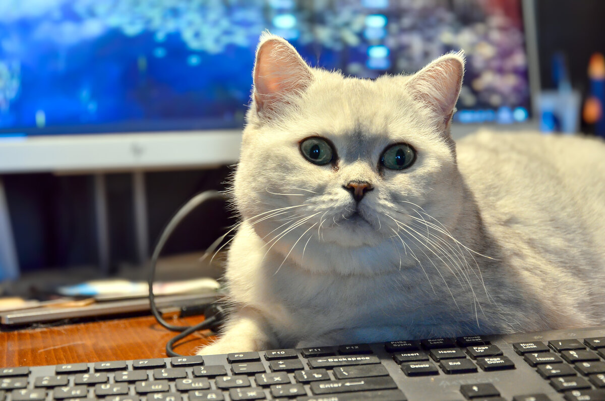 Соня - Алексей Просвиряков Соня - Алексей Просвиряков