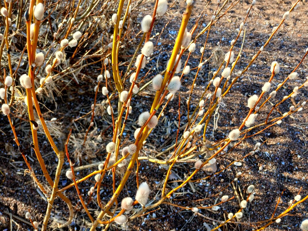 С наступающим Вербным Воскресеньем! - Лия ☼ С наступающим Вербным Воскресеньем! - Лия ☼