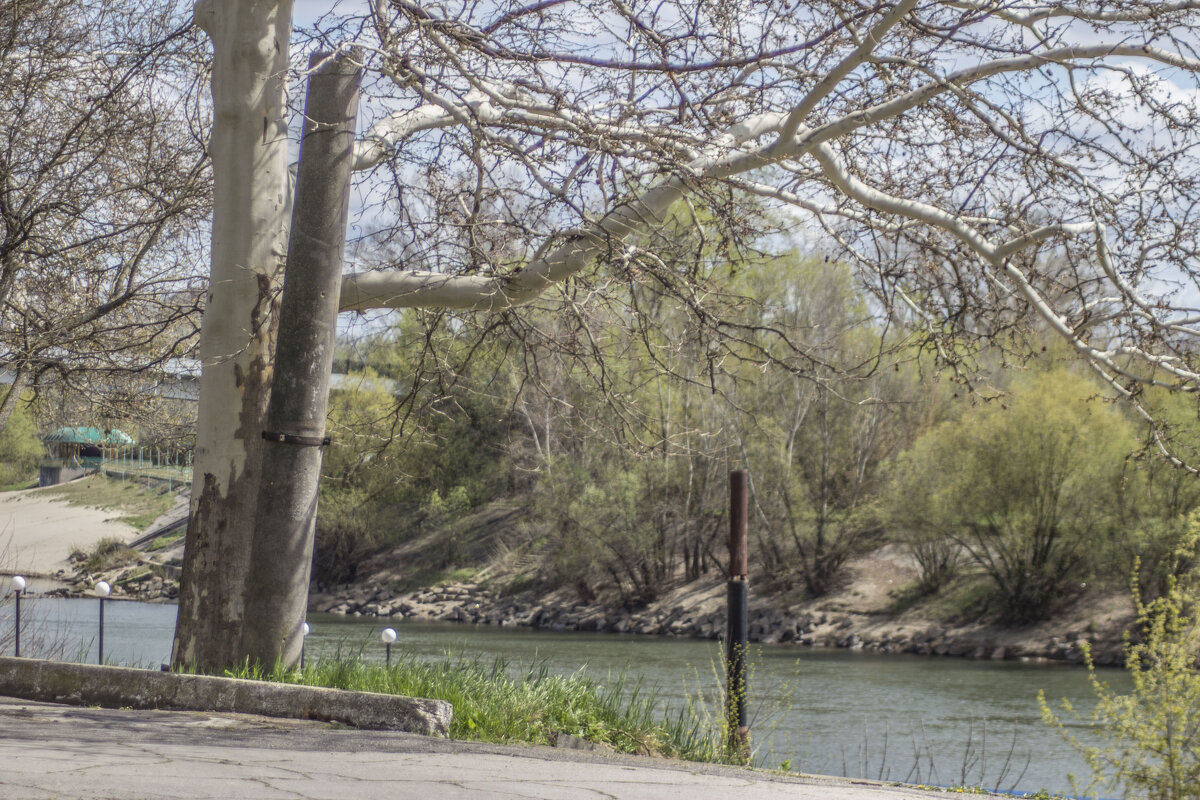 Старый платан & поломанный железобетонный фонарный столб в естественной среде обитания - Коля Лукашов