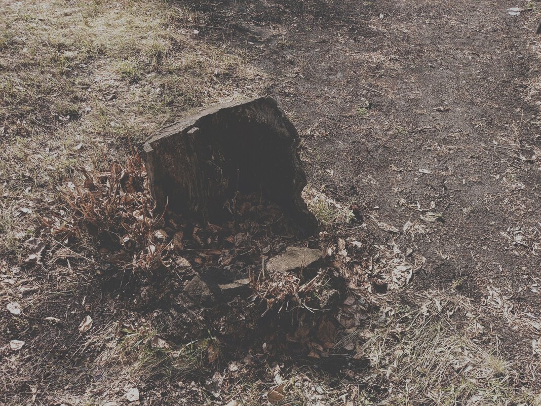 Полу-пень. - Игорь Солдаткин